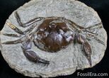 Fossil Crab From Washington - Great Legs #7323-1